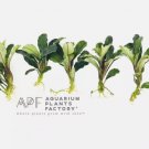 Bucephalandra Wavy Dark Green FJ