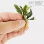 Bucephalandra Wavy Dark Green FJ