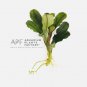 Bucephalandra Wavy Dark Green FJ