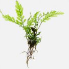 Bolbitis Heudelotii (African Water Fern) FJ