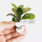 Bucephalandra Balloon FJ