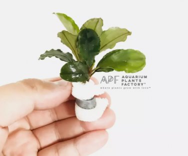 Bucephalandra Balloon FJ