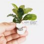 Bucephalandra Balloon FJ