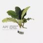 Bucephalandra Balloon FJ