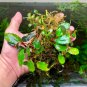 Bucephalandra Balloon FJ