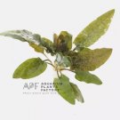 Cryptocoryne Becketii FJ