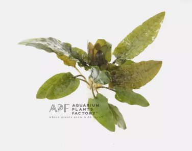 Cryptocoryne Becketii FJ