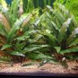 Cryptocoryne Becketii FJ