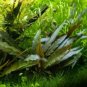 Cryptocoryne Becketii FJ