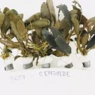 Bucephalandra Centipede FJ