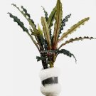 Bucephalandra Alamanda Blue FJ