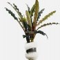 Bucephalandra Alamanda Blue FJ