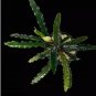 Bucephalandra Alamanda Blue FJ