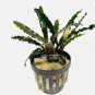 Bucephalandra Alamanda Blue FJ