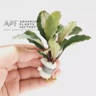 Bucephalandra Aragon FJ