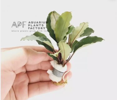 Bucephalandra Aragon FJ