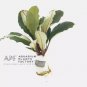 Bucephalandra Aragon FJ