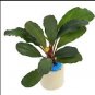 Bucephalandra Aragon FJ
