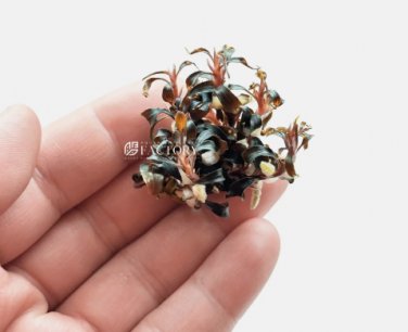Bucephalandra Kedagang Red FJ