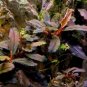Bucephalandra Kedagang Red FJ