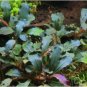 Bucephalandra Kedagang Red FJ