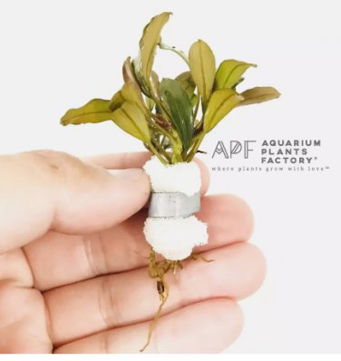 Bucephalandra Giant Catherine FJ
