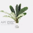 Bucephalandra Melawi Fine Edge FJ