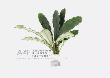 Bucephalandra Melawi Fine Edge FJ