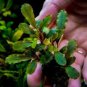 Bucephalandra Melawi Fine Edge FJ