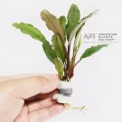 Bucephalandra Achilles Green FJ