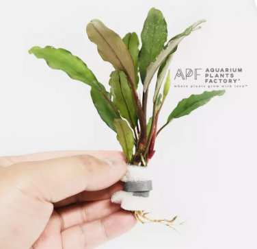 Bucephalandra Achilles Green FJ