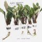Bucephalandra Achilles Green FJ