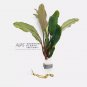 Bucephalandra Achilles Green FJ