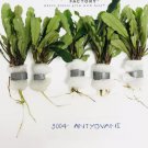 Bucephalandra Antyovani FJ