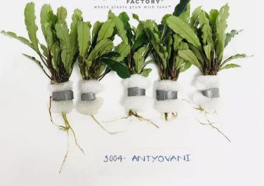 Bucephalandra Antyovani FJ