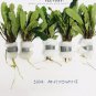 Bucephalandra Antyovani FJ