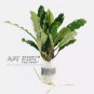 Bucephalandra Antyovani FJ