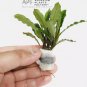 Bucephalandra Antyovani FJ