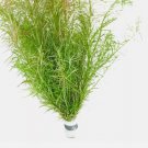 Rotala Nanjenshan FJ