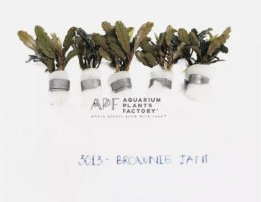 Bucephalandra Brownie Jade FJ