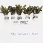 Bucephalandra Brownie Jade FJ