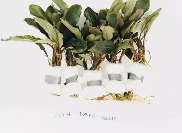 Bucephalandra Dark Blue FJ