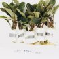 Bucephalandra Dark Blue FJ