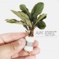 Bucephalandra Dark Blue FJ