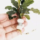 Bucephalandra Lalina FJ