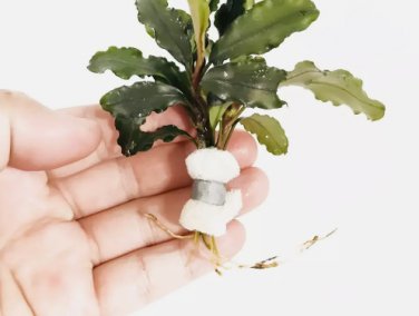 Bucephalandra Lalina FJ