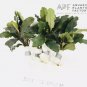 Bucephalandra Lalina FJ