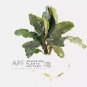 Bucephalandra Lalina FJ