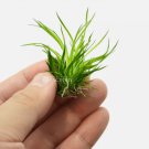 Eriocaulon Cinereum FJ