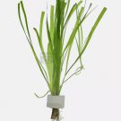 Vallisneria Spiralis (Jungle Val) FJ